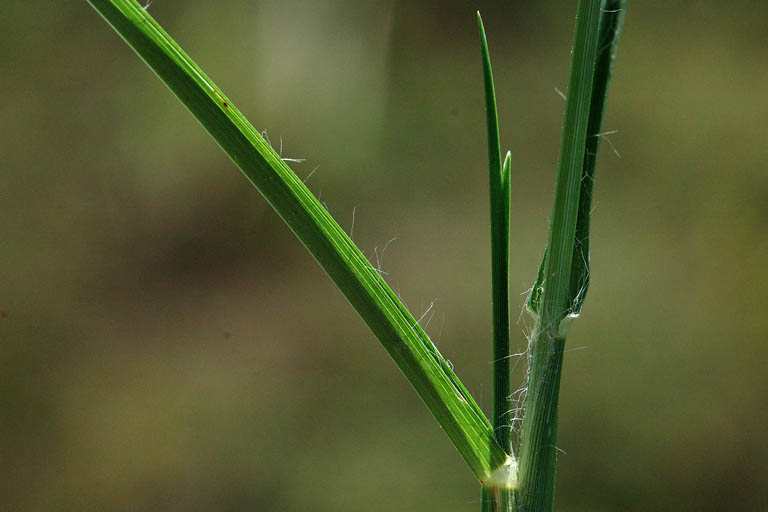 Choto Shama Grass Image 10