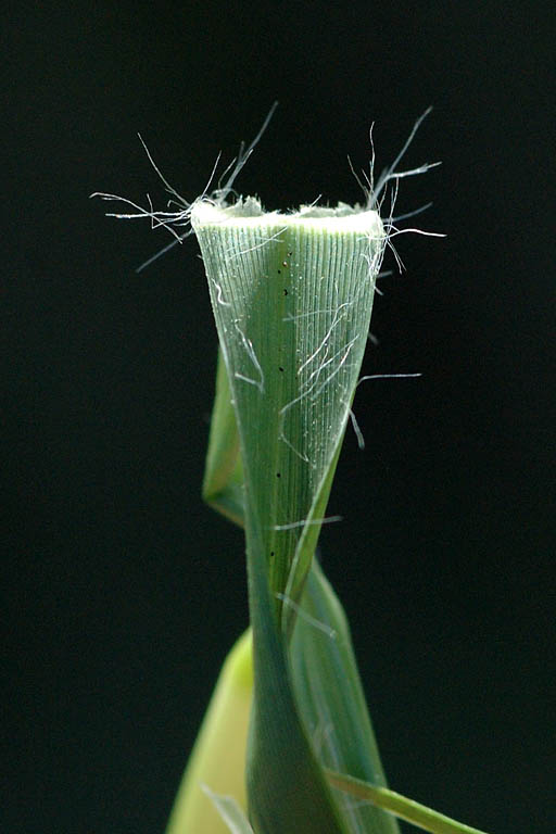 Choto Shama Grass Image 11
