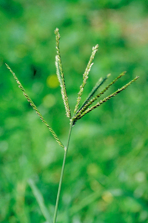 Choto Shama Grass Image 2