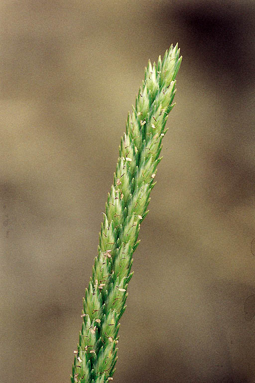 Choto Shama Grass Image 3