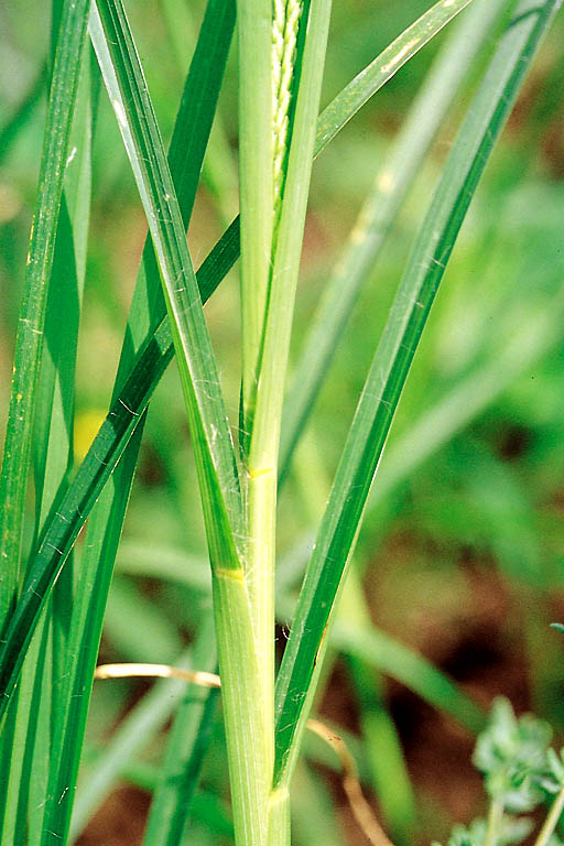 Choto Shama Grass Image 4