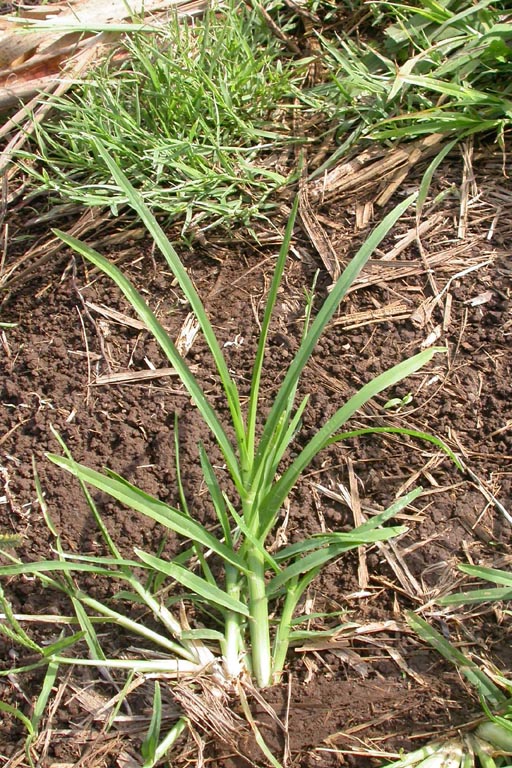 Choto Shama Grass Image 5