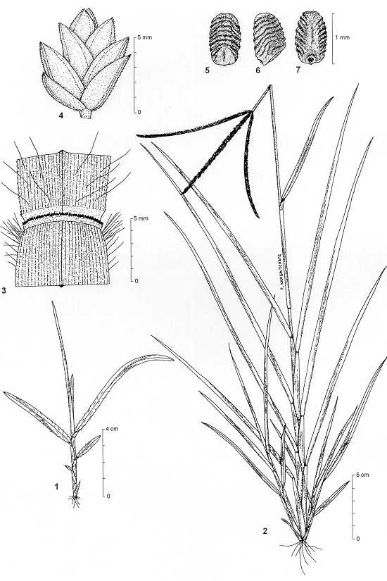 Choto Shama Grass Image 6
