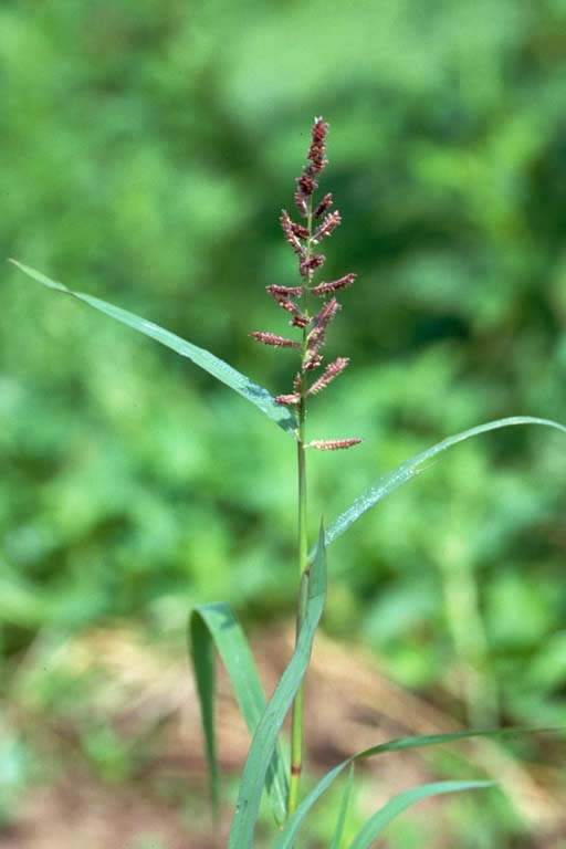 Durba Grass Image 1