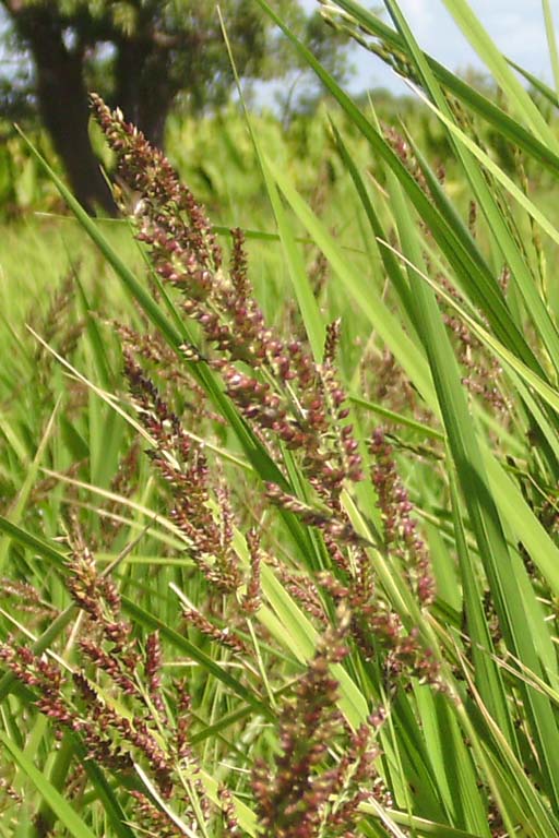 Durba Grass Image 10