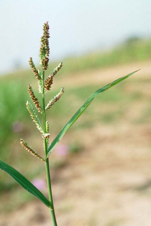 Durba Grass Image 2