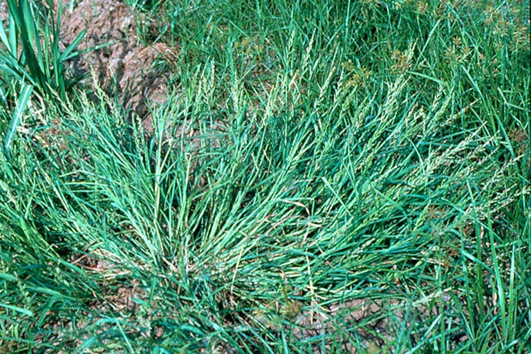 Durba Grass Image 3