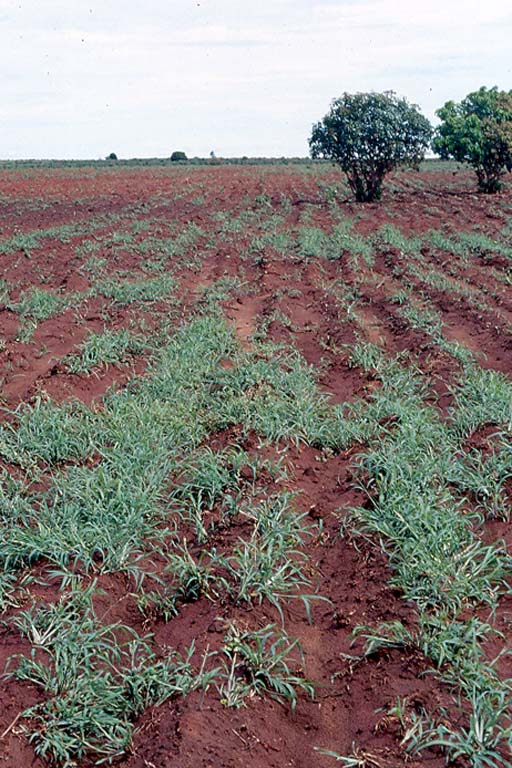 Durba Grass Image 5