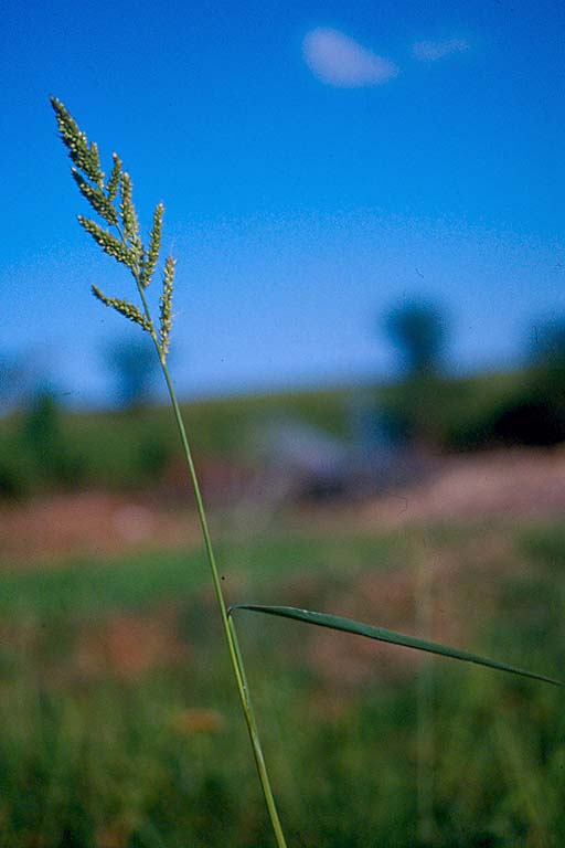 Durba Grass Image 6