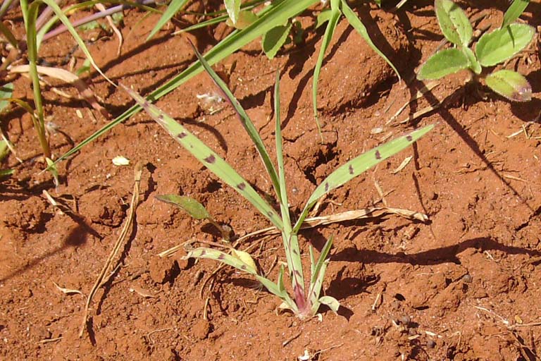 Durba Grass Image 7
