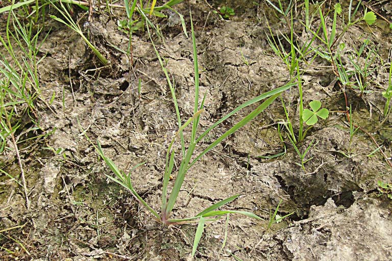 Durba Grass Image 8