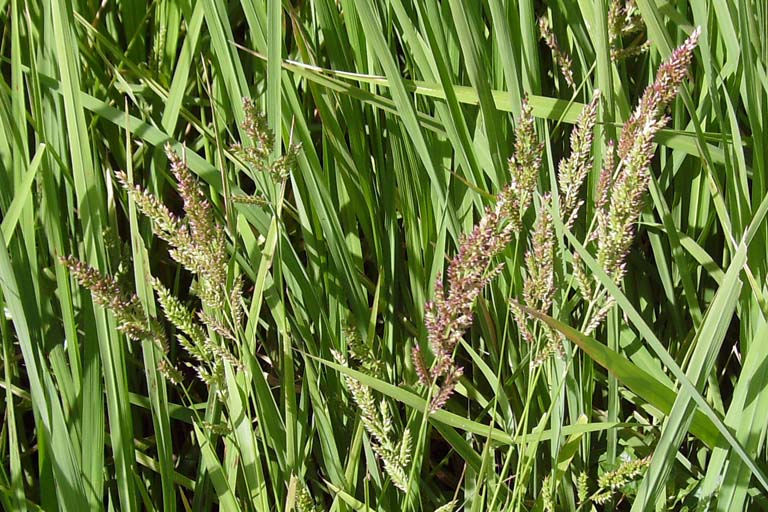 Durba Grass Image 9