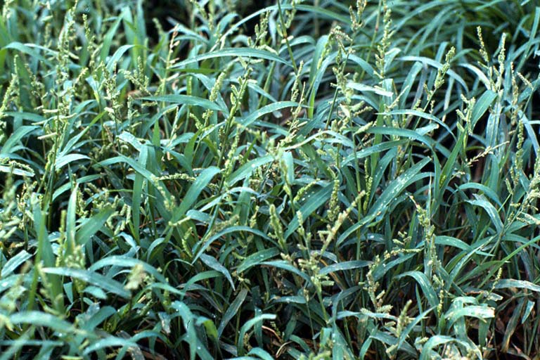 Durba Grass Image 4