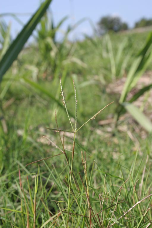 Durba Grass Image 3