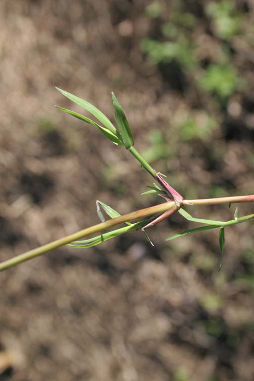 Durba Grass Image 4