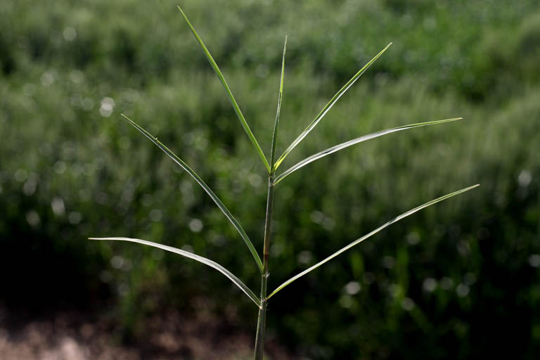 Durba Grass Image 5