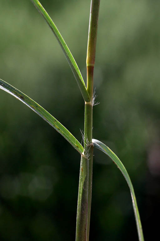 Durba Grass Image 6