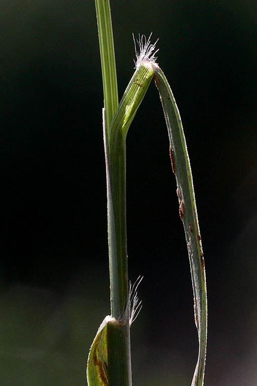 Durba Grass Image 7