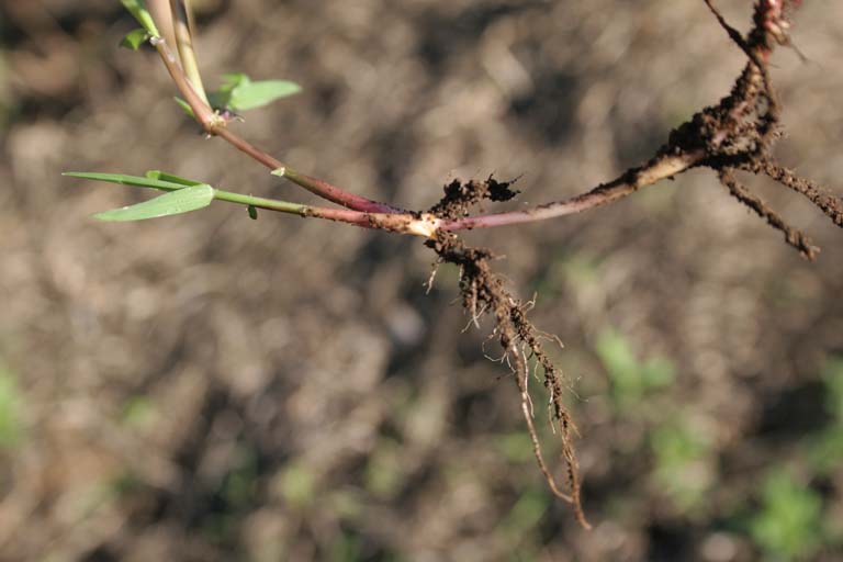 Durba Grass Image 8