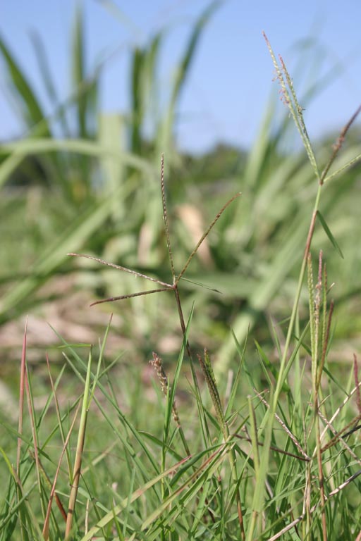 Durba Grass Image 9