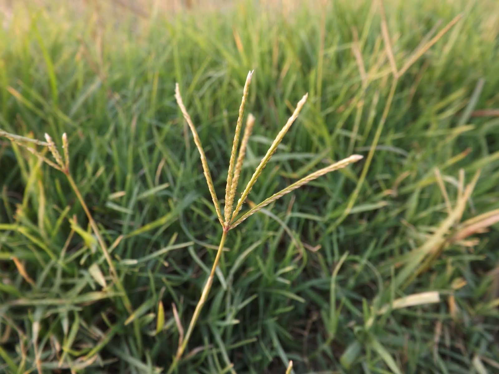 Durba Grass Image 1