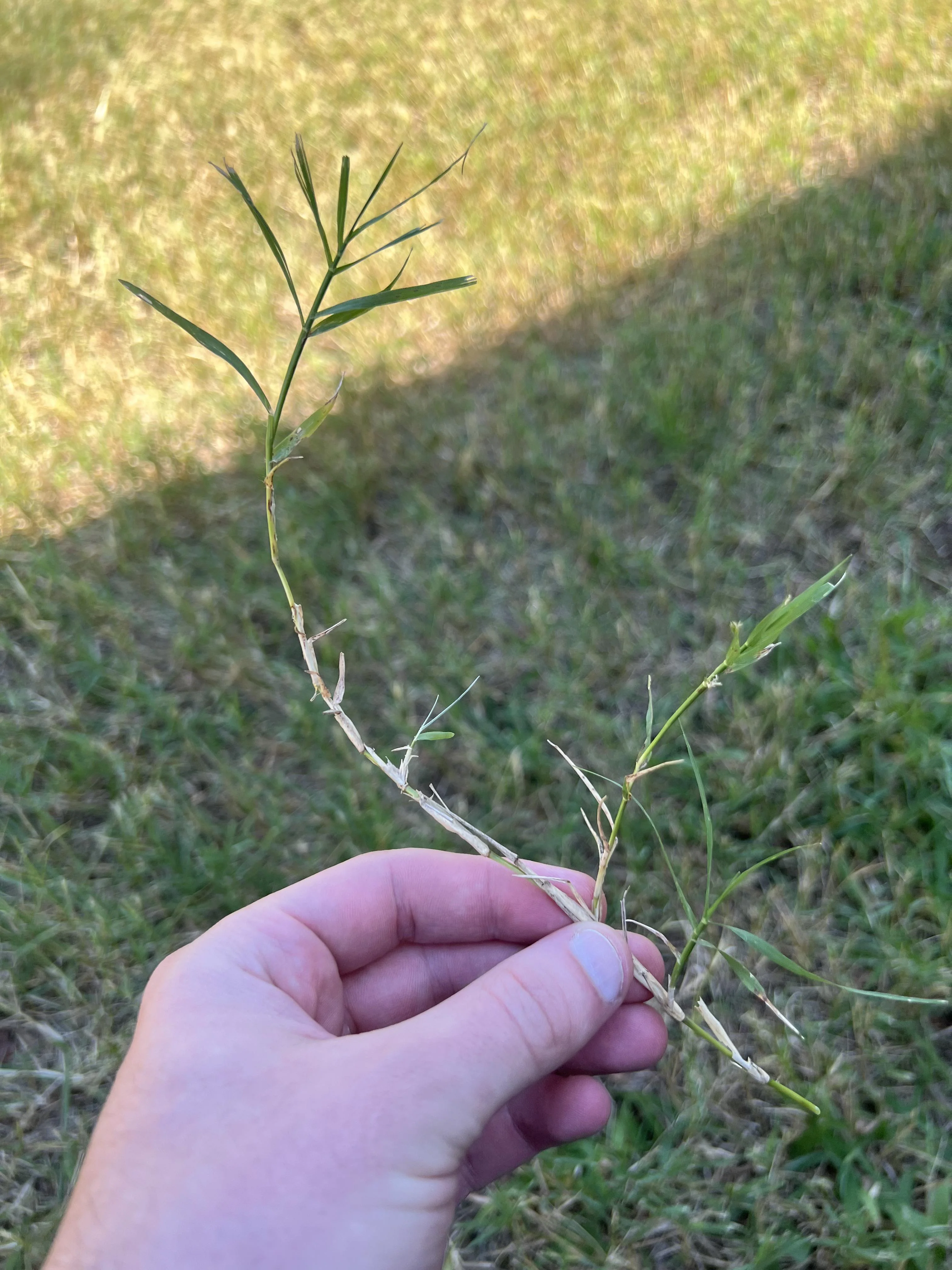 Durba Grass Image 10