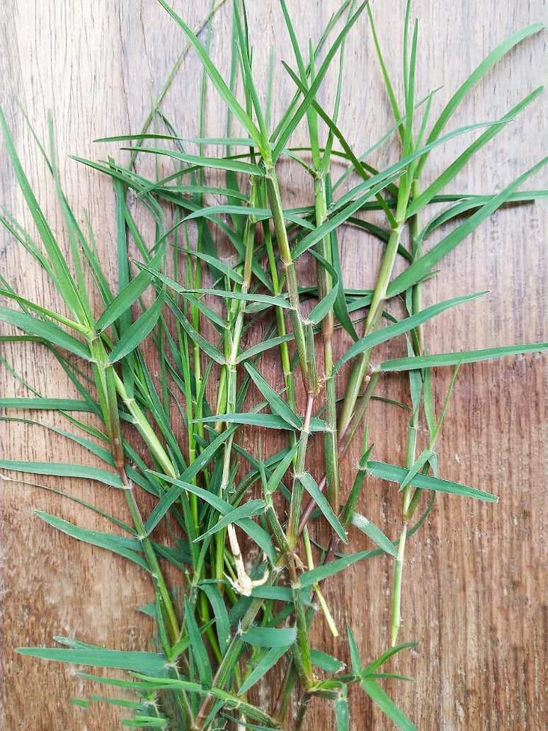 Durba Grass Image 2