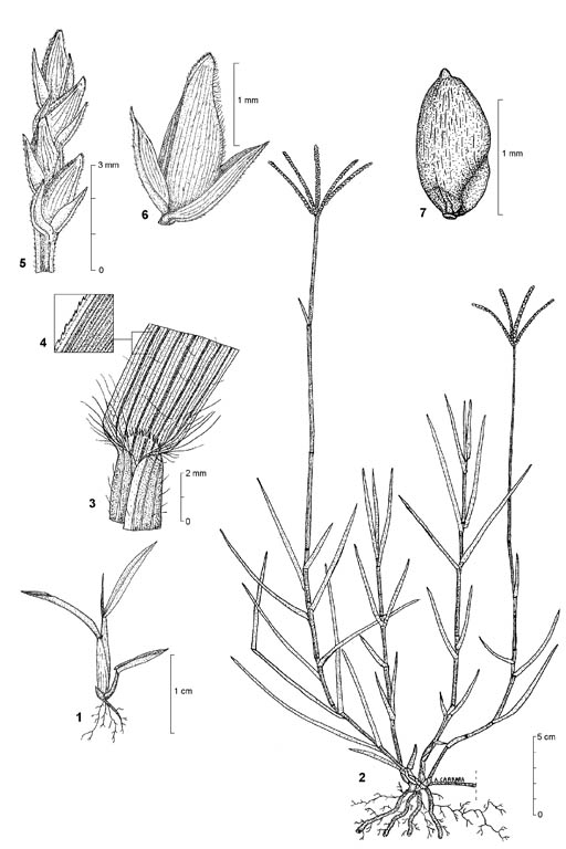 Durba Grass Image 11