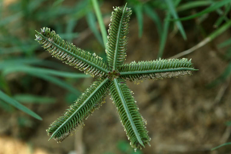 Kakpaya Grass Image 1