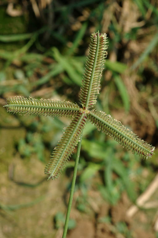 Kakpaya Grass Image 2