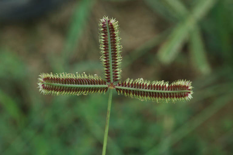 Kakpaya Grass Image 3