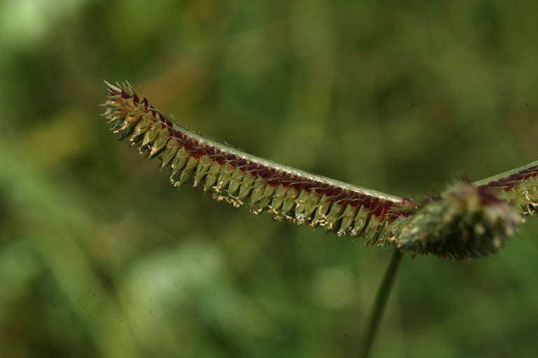 Kakpaya Grass Image 4