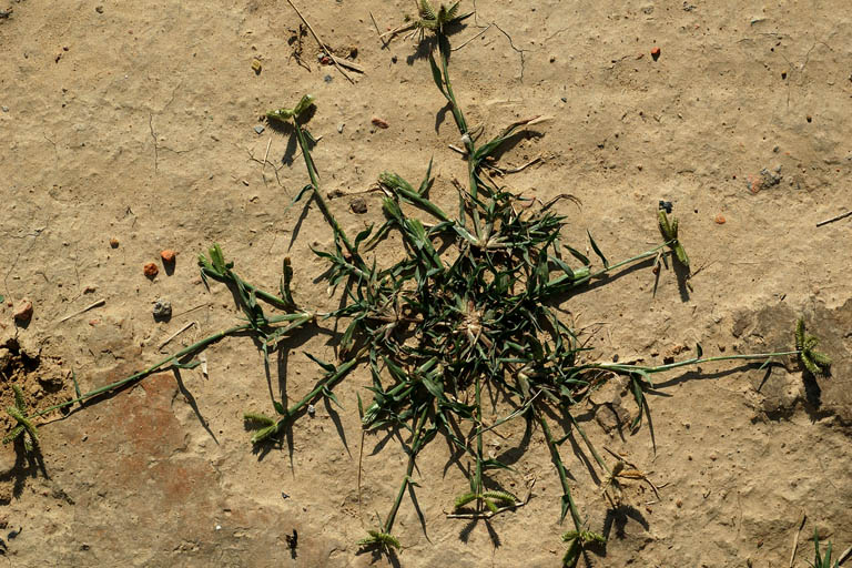 Kakpaya Grass Image 5
