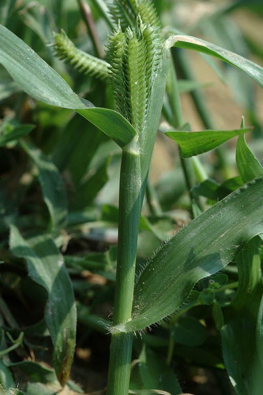 Kakpaya Grass Image 6