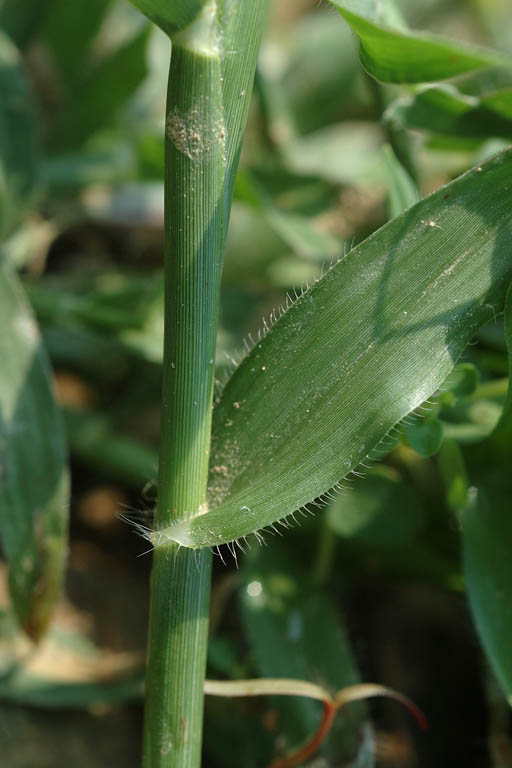 Kakpaya Grass Image 7