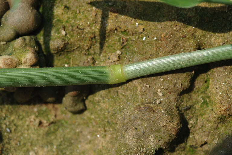 Kakpaya Grass Image 8
