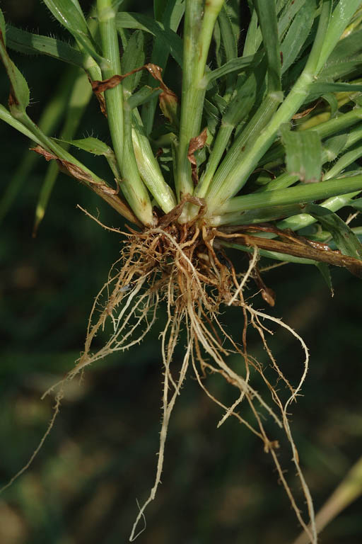 Kakpaya Grass Image 9