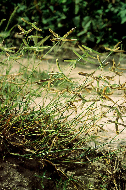 Kakpaya Grass Image 10