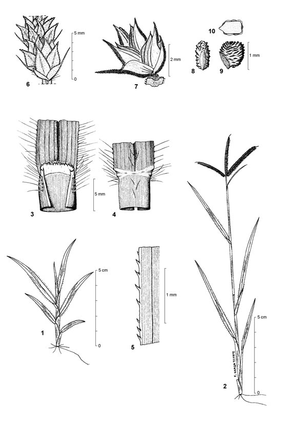 Kakpaya Grass Image 11